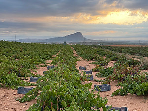 Rượu vang Organic Piqueras VS Monastrell & Garnacha Tintorera (Spain) kèm túi hộp,đồ khui
