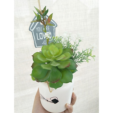 Lọ cây sen đá to kèm hoa nhỏ xinh 9*9*18