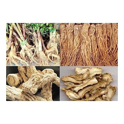 Tác dụng chữa đau bụng kinh ở phụ nữ của sâm đương quy Tác dụng chữa đau bụng kinh ở phụ nữ của sâm đương quy