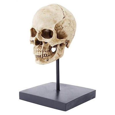 Mua 2X Resin Skull Statue Figurine Human Skeleton Head Halloween ...
