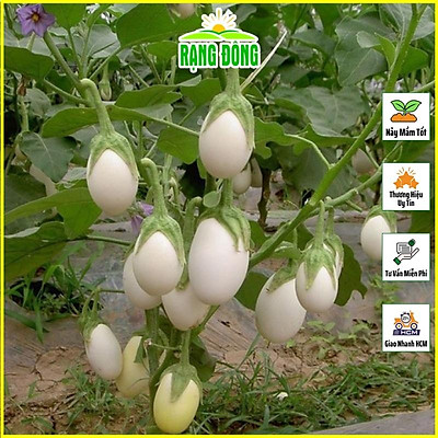 Ở nơi này dân đổi đời nhờcà pháo