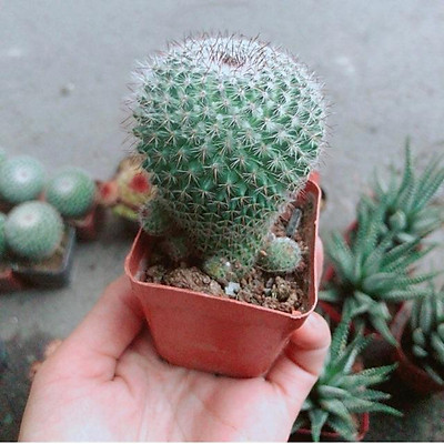 Bánh sinh nhật tạo hình chậu cây xương rồng nhiều sắc màu xanh đẹp mắt   Bánh kem cao cấp