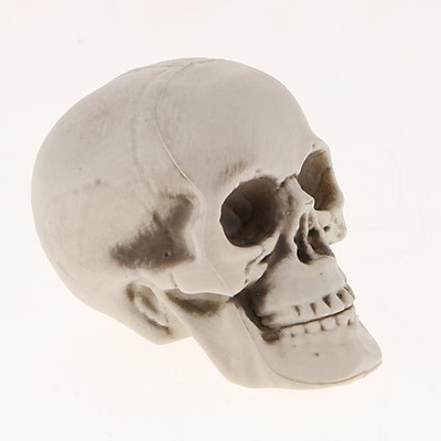 Mua 2X Plastic Skull Head Figurine Animal Skeleton Model Statue ...