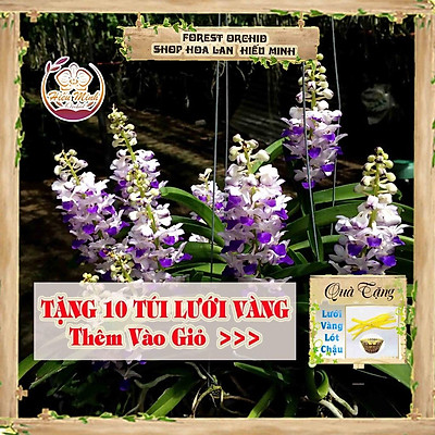 Mua Hoa Lan đột biến Hải Yến, Phong lan rừng Tây Bắc, Lào, Cây Giống Giá Rẻ, phi điệp 5 cánh trắng tím | Tiki Mua Hoa Lan Đột Biến Hải Yến, Phong Lan Rừng Tây Bắc, Lào, Cây Giống Giá Rẻ, Phi Điệp 5 Cánh Trắng Tím | Tiki