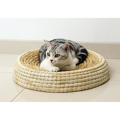 Hình nền  con mèo cái xô Râu nhìn Mèo con Động vật có vú Động vật có  xương sống Mèo như động vật có vú Mèo nhỏ đến vừa Abyssinian 2560x1600   