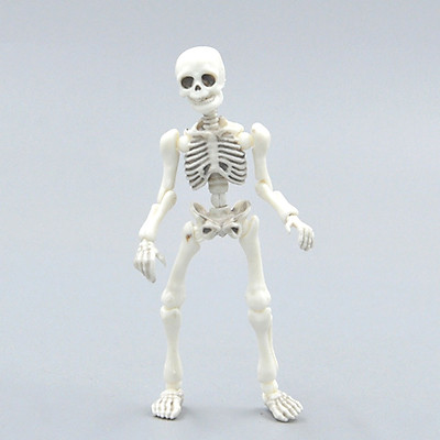 Mô hình xương người 170cm  Thiết Bị Y Tế Đức Mạnh