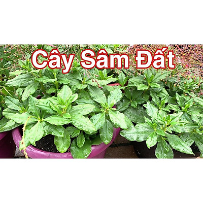 Cây sâm đất rau sam có tương đồng hay khác biệt với các loài cây thuộc họ rau sam khác?

