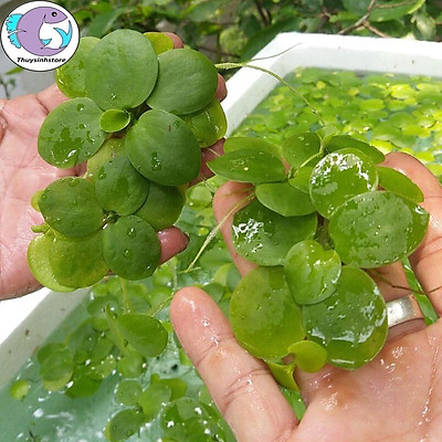 Lịch sử giá Bèo nhật size to rễ dài combo 5 cụm bèo nhật bèo thuỷ sinh  lọc nước trang trí hồ cá thùng xốp thùng nhựa cập nhật 82023  BeeCost