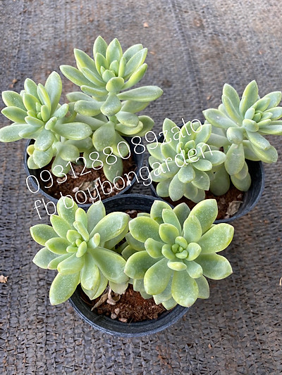 Khu vườn có hơn 100 loài sen đá rực rỡ trên sân thượng của vợ chồng trẻ Hải  Phòng