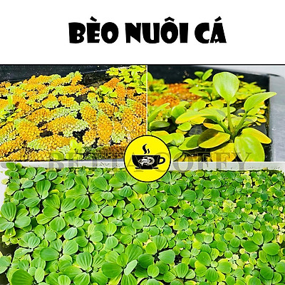 Thả bèo vào bể cá Có nên hay không  Cleanipedia