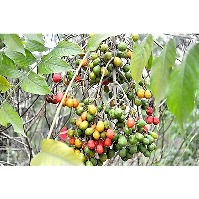 Cây Xoan Đào  Trung Tâm Cây Giống Đại Học Nông Nghiệp