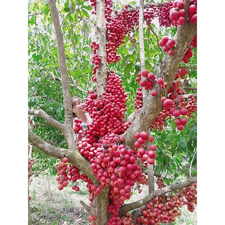 Cay Giống Bon Bon Dau Da đất Lạ Mắt Co Gia Trị Dinh Dưỡng Tiki