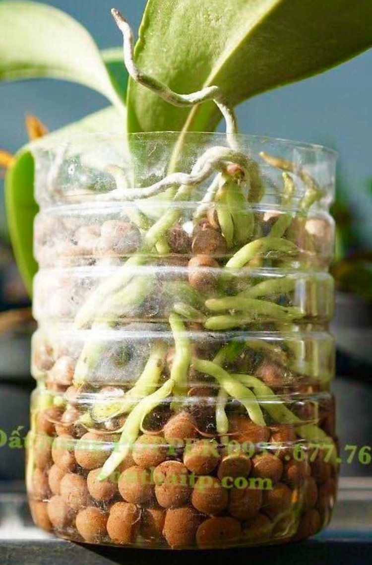 Viên đất sét nung (sỏi nhẹ leca / keramite) popper trồng xương rồng,sen đá, thủy canh, lọc nước THAILAND - 1 lít