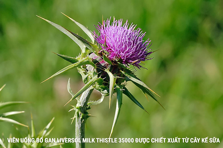 Vien uong bo Gan Liversol chiết xuất từ cây Kế Sữa