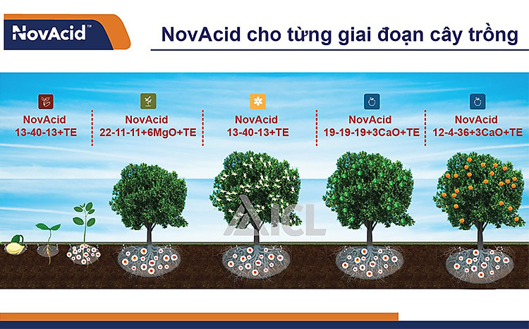Phân bón hòa tan Israel NPK NovAcid 22-11-11+6MgO+Te giúp thúc cây bung chồi non đồng loạt, tăng kích cở trái thông qua hệ thống tưới nhỏ giọt bón gốc hay phun lên lá 
