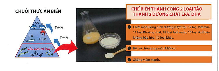Okinawa Fucoidan Gold – Hỗ trợ điều trị ung thư và chống suy mòn khối cơ
