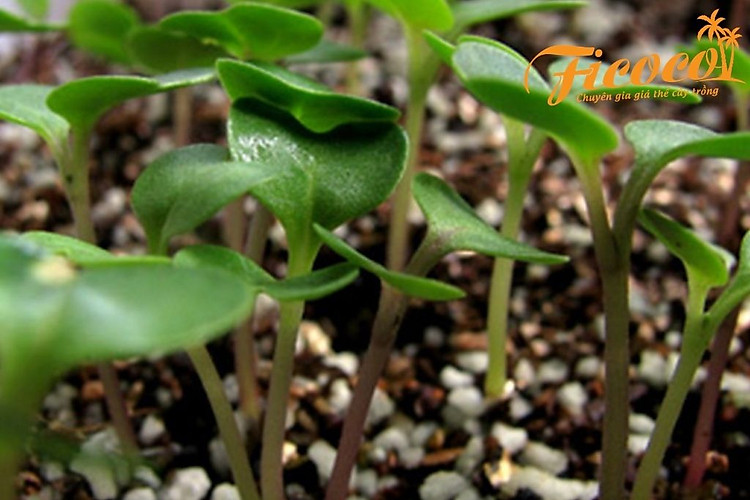 thiet-ke-khong-ten-2-b817b9eb-b837-41f3-859e-1a09ce23f007.jpg?v=1622105810256