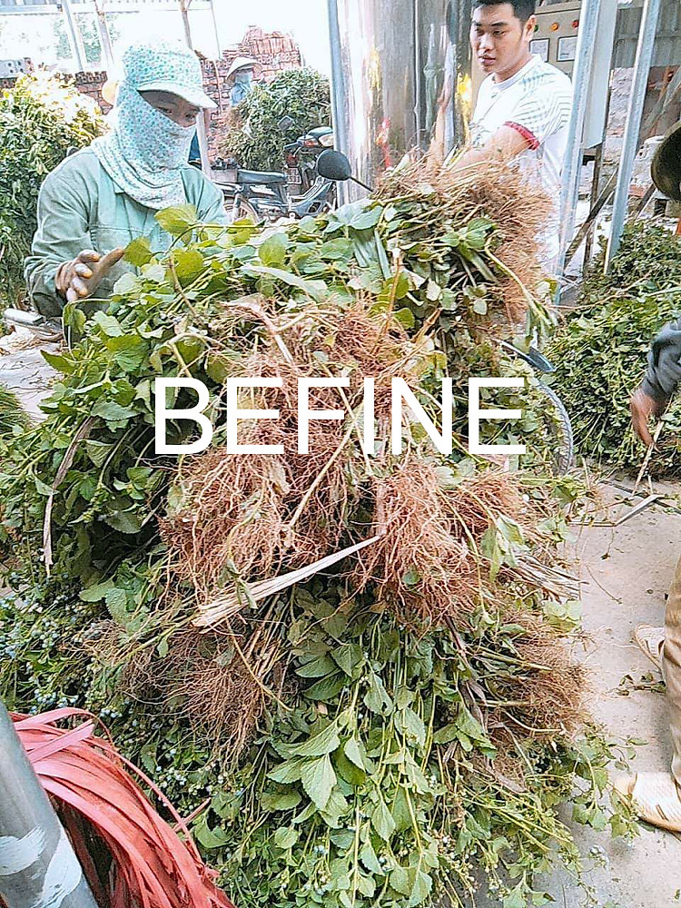 Nguyên liệu trồng sạch để sản xuất tinh dầu hoa ngũ sắc Befine