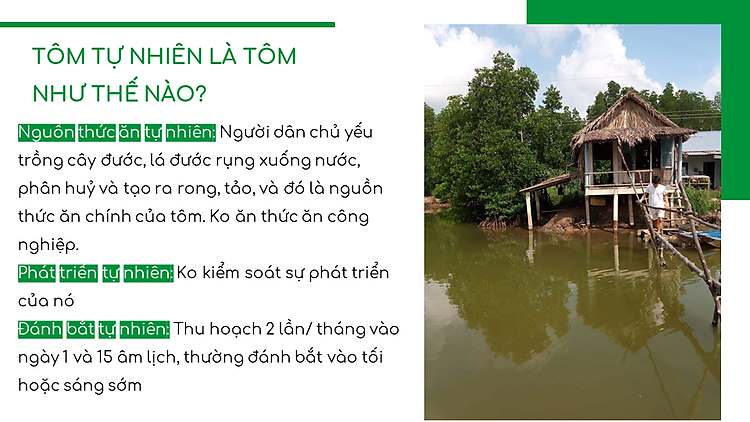 Tôm Sú Ngủ Đôngin Rừng Ngập Mặn Cà Mau Con Tôm Rừng Loại II - Hộp 175gr - Foodmap