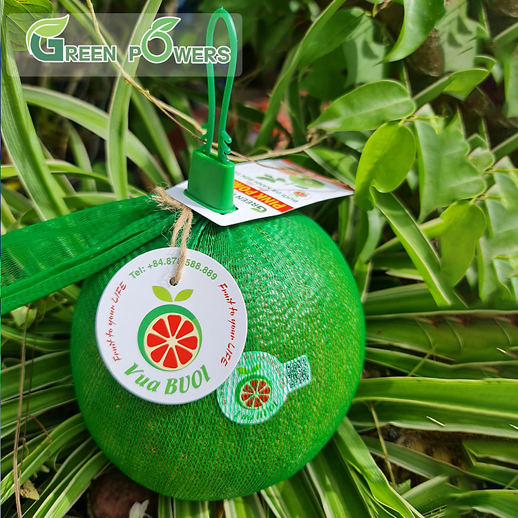 Combo 2 Trái Bưởi Da Xanh Bến Tre Ruột Đỏ 1-1.5kg (Giao TPHCM) - Bao Ăn Ngon Ngọt (Đạt chuẩn VietGAP, ATVSTP) 2