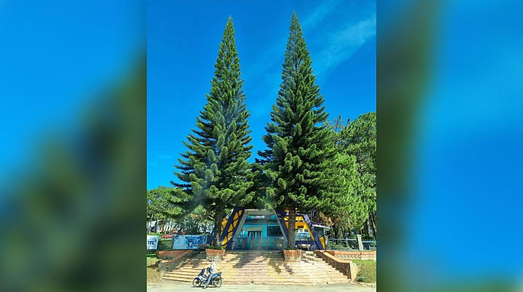 Ảnh chụp từ camera | Samsung Galaxy S21 FE