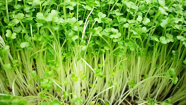 13 lợi ích tuyệt vời của rau mầm Cooky 2