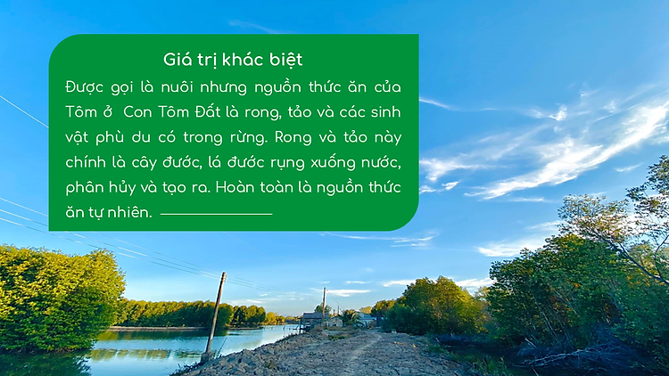 Tôm Sú Ngủ Đôngin Rừng Ngập Mặn Cà Mau Con Tôm Rừng Loại II - Hộp 175gr - Foodmap