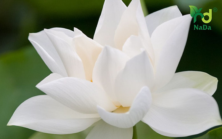 Tinh dầu sen trắng nguyên chất Nada Oils