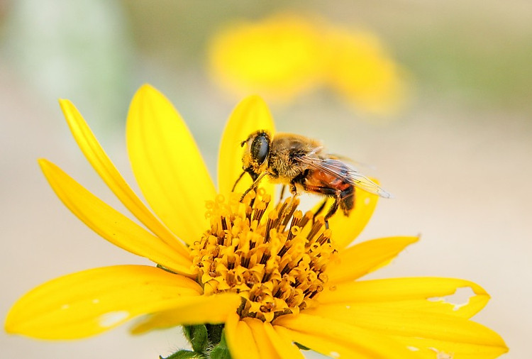 Honey bee on yellow flower - Free Image on 4 Free Photos