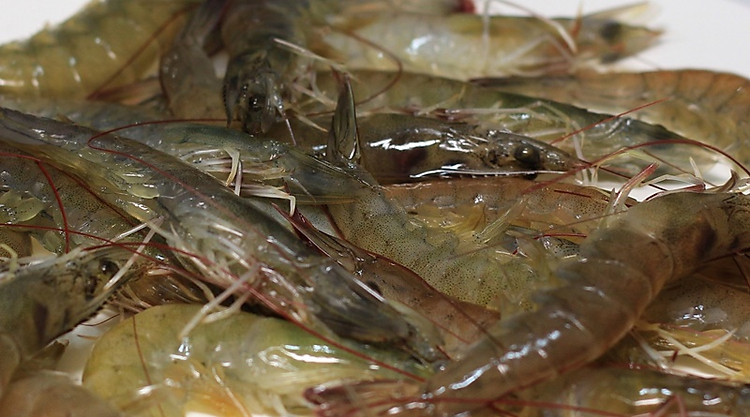 Tôm đất 3S Tôm đất 3S