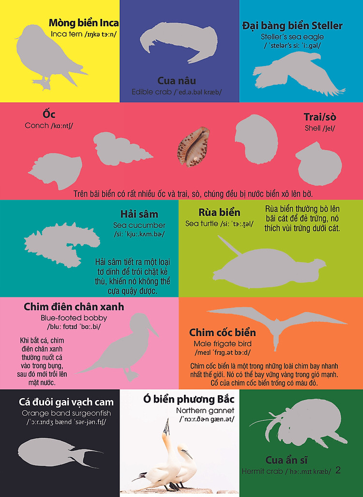 dan-hinh-nhan-biet-dong-vat-dong-vat-bien-song-ngu-viet-anh-1.jpg
