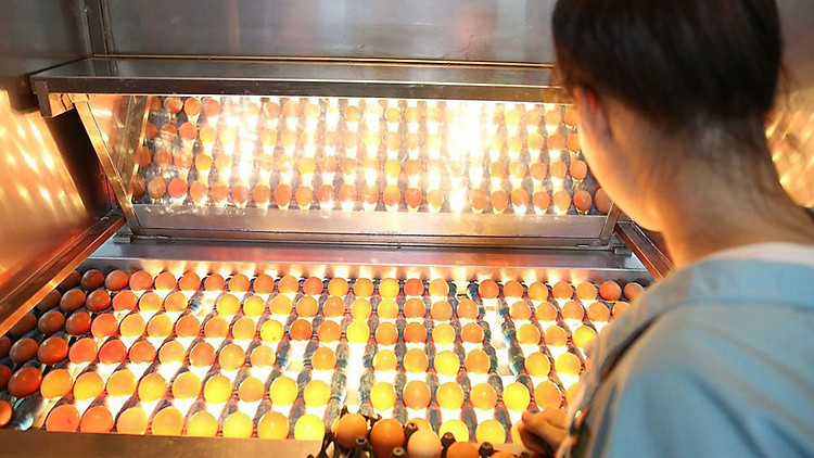 Trứng gà ăn liền