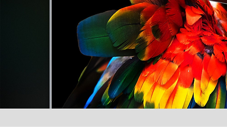 Hình ảnh đuôi vẹt trên nền đen được hiển thị ở góc trên cùng của TV OLED mỏng trên nền đen. Mỗi màu sắc trên lông vẹt đều sống động và được xác định táo bạo.