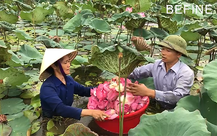 Vùng nguyên liệu sản xuất nước hoa sen Befine