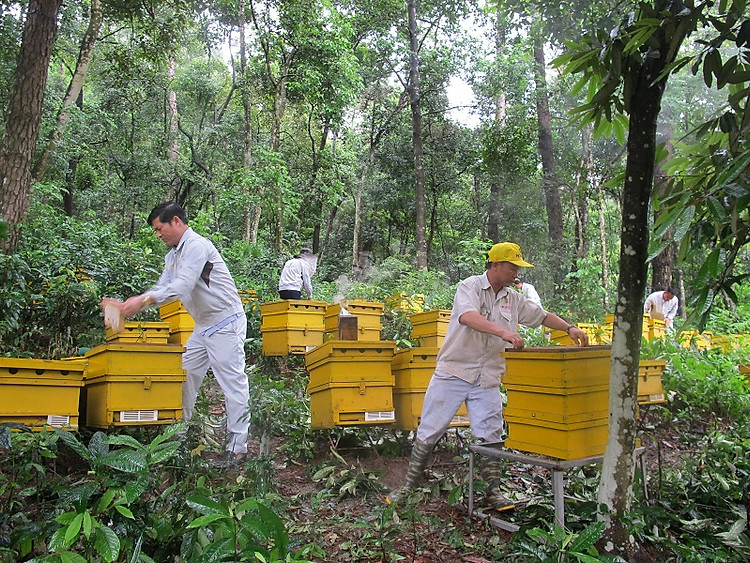 Trang Trại Ong Tam Đảo honeco trên núi Tam Đảo