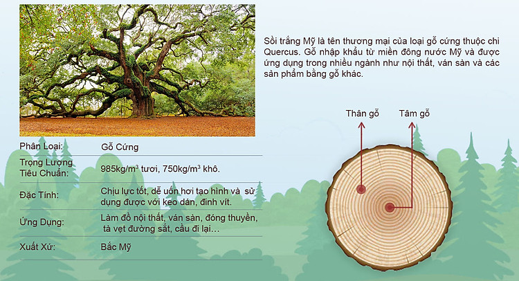 Chất liệu gỗ sồi trắng Mỹ