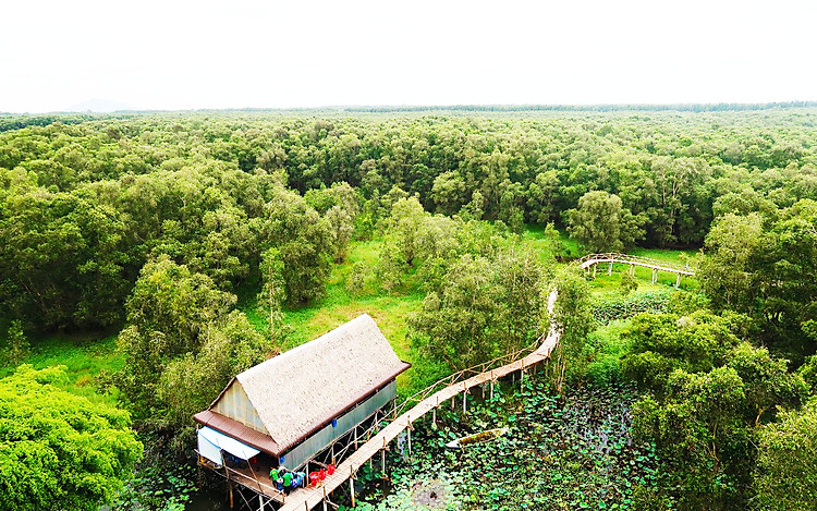 Rừng tràm Trà Sư tuyệt đẹp nhìn từ trên cao - tour miền Tây 3 ngày 2 đêm