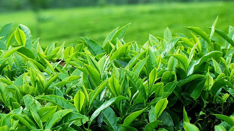 Hình ảnh nông nghiệp: Lá trà xanh/ Tea leaf (L)