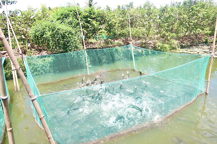 Cá lóc bay tuyệt đẹp tại Cồn Sơn - Tour Mekong 2 ngày 1 đêm