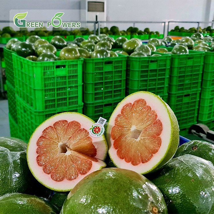 Combo 2 Trái Bưởi Da Xanh Bến Tre Ruột Đỏ 1-1.5kg (Giao TPHCM) - Bao Ăn Ngon Ngọt (Đạt chuẩn VietGAP, ATVSTP) 1