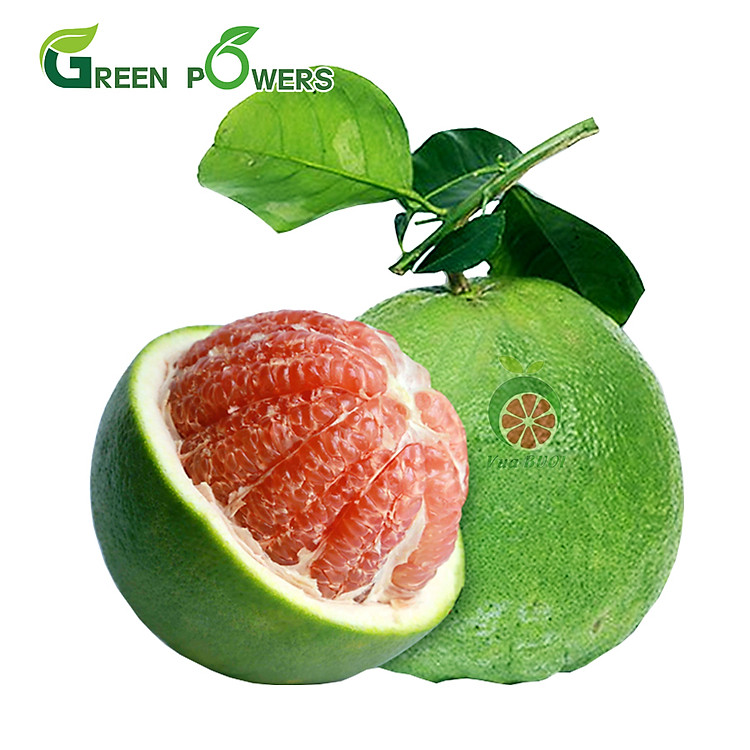 Combo 2 Trái Bưởi Da Xanh Bến Tre Ruột Đỏ 1-1.5kg (Giao TPHCM) - Bao Ăn Ngon Ngọt (Đạt chuẩn VietGAP, ATVSTP) 8
