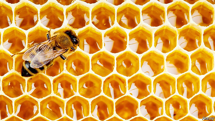 Bee's needs - The scourge of honey fraud | United States | The Economist