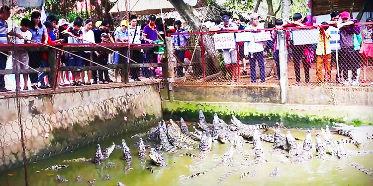 Trại nuôi cá sấu ở cồn Phụng - tour miền Tây 4 ngày 3 đêm