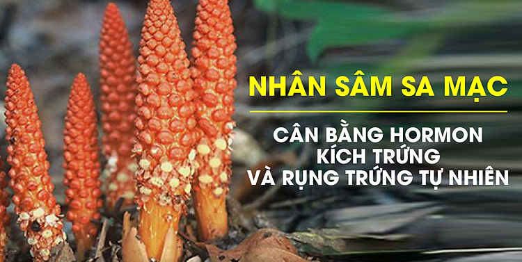 Nhục thung dung được mệnh danh là “nhân sâm sa mạc” với nhiều tác dụng quý