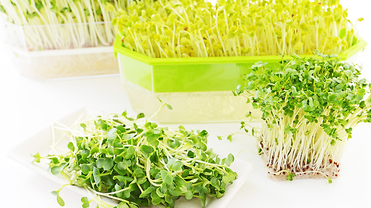 13 lợi ích tuyệt vời của rau mầm Cooky 1
