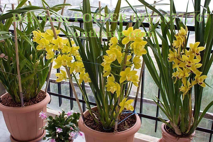 Viên đất sét nung (sỏi nhẹ leca / keramite) popper trồng xương rồng,sen đá, thủy canh, lọc nước THAILAND - 1 lít