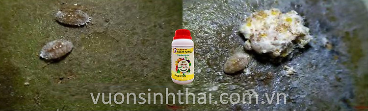 thuoc-tru-sau-sinh-hoc-dac-tri-rep-sap