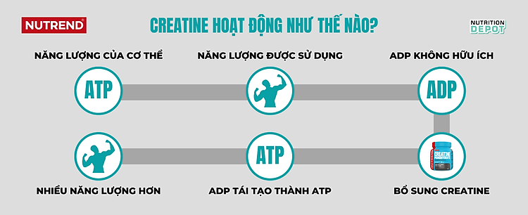 Creatine-hoat-dong-nhu-the-nao.png