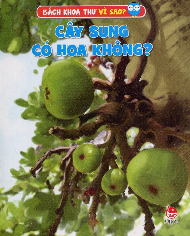 Mua Cây Sung Có Hoa Không | Tiki Mua Cây Sung Có Hoa Không | Tiki