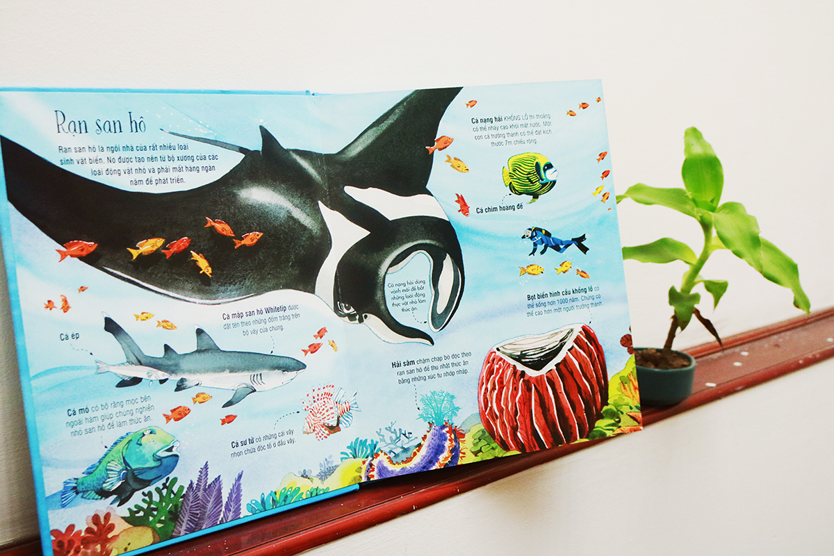 Big Book Of Sea Creatures – Cuốn Sách Khổng Lồ Về Các Loài Động Vật Biển